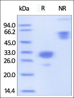 Mouse IgG2a Fc Protein