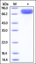 Mouse IL-13 R alpha 1 Protein, Fc Tag