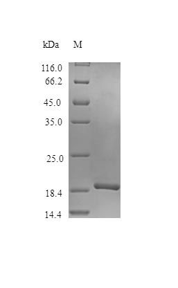 Mouse IL11 protein (Active)