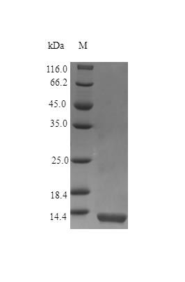 Mouse IL13 protein (Active)