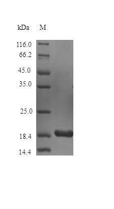 Mouse IL36A protein (Active)