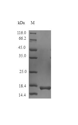 Mouse IL36B protein (Active)