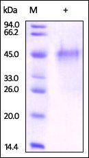 Mouse OX40 Protein, His Tag