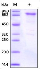 Mouse OX40 / TNFRSF4 / CD134 Protein