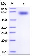 Mouse PD-1 / PDCD1 Protein