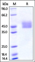 Mouse PD-L1 Protein, His Tag