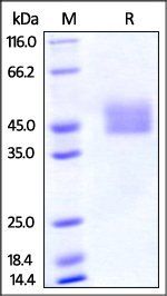 Mouse PD-L1 / B7-H1 Protein