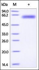 Mouse ROR1 Protein