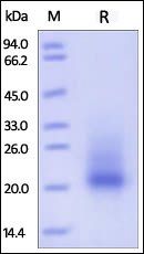 Mouse SCF / KITLG Protein