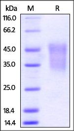 Mouse TIM-3 / HAVCR2 Protein