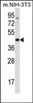 Mouse Trib3 antibody
