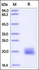 Mouse VEGF120 Protein