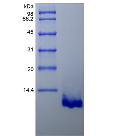 Mouse CCL22 protein