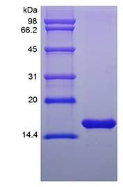 Mouse FGF basic protein