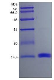 Mouse GCSF protein