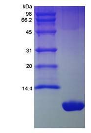 Mouse GRO/KC protein