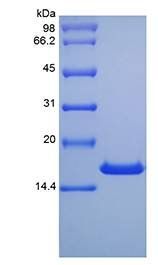 Mouse IL10 protein