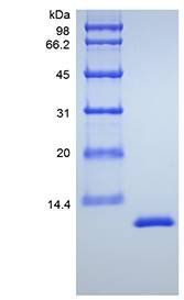 Mouse IL13 protein