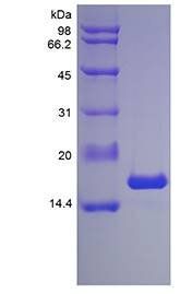 Mouse IL1 alpha protein