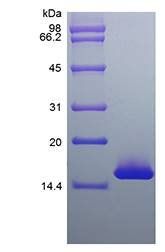 Mouse IL25 protein