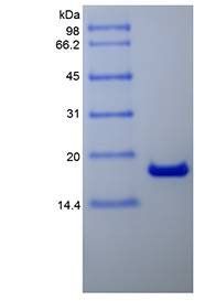 Mouse IL2 protein