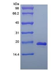 Mouse IL33 protein