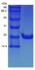 Mouse IL6 protein