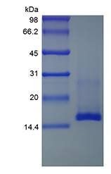 Mouse MEC protein