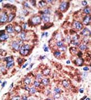 Mouse TLR6 antibody