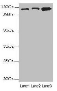 MOV10 antibody