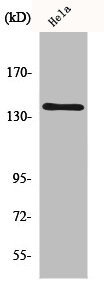 MOV10L1 Antibody