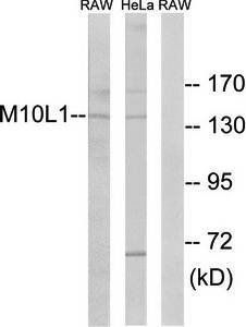 MOV10L1 antibody
