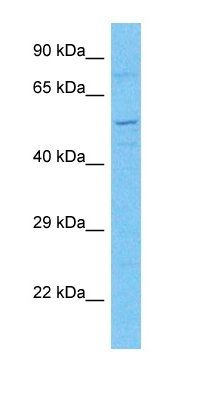 MP2K7 antibody