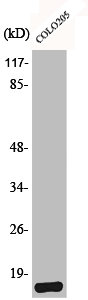 MPC1 Antibody