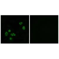 MPC1 antibody