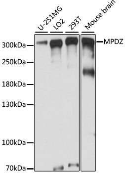 MPDZ antibody