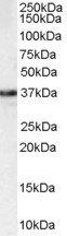 Goat anti-MPG Antibody