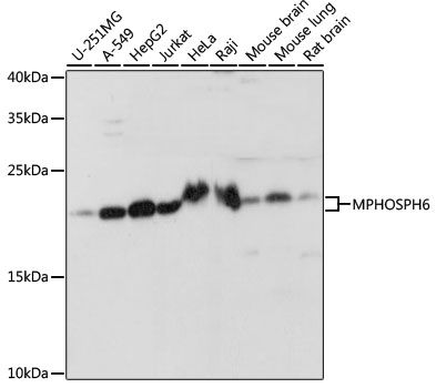 MPHOSPH6 antibody