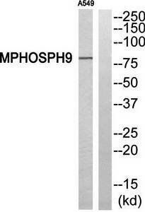 MPHOSPH9 antibody