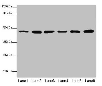 MPI antibody