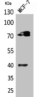 MPL antibody