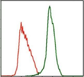 MPL Antibody
