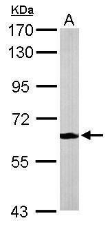 MPP2 antibody [N1C3]