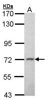 MPP2 antibody [N1C1]