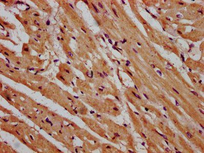 MPP3 Antibody