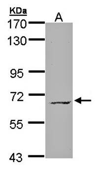 MPP3 antibody