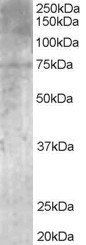Goat anti-PALS / MPP5 Antibody