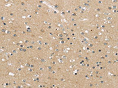 MPP6 Antibody