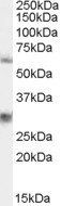 Goat anti-PALS2 / VAM1 / MPP6 Antibody