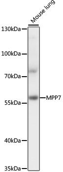 MPP7 antibody